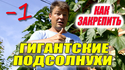 Tải video: Гигантские подсолнухи не выдержали натиска Орхана, как спасти подсолнухи от порывистого ветра