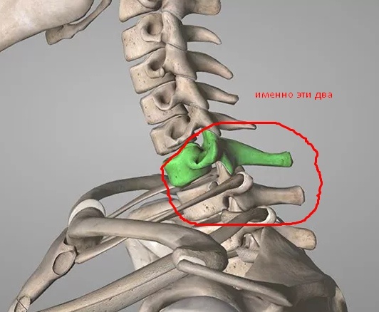 Позвонки, которые формируют холку