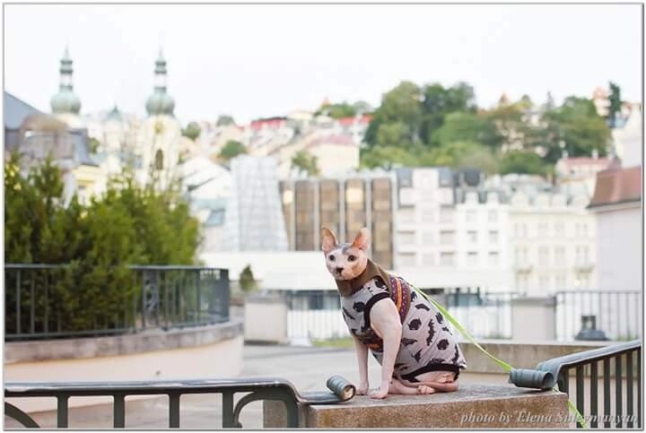 Портос на фоне достопримечательностей 