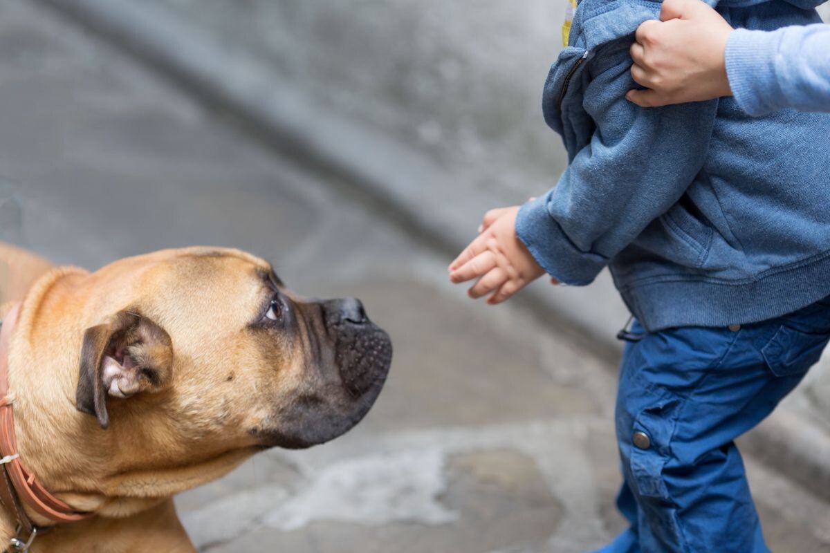 Почему собака может проявлять агрессию к ребенку 