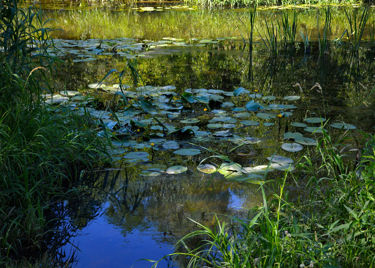 Жёлтая кубышка на Яузе. Все фотографии в статье мои
