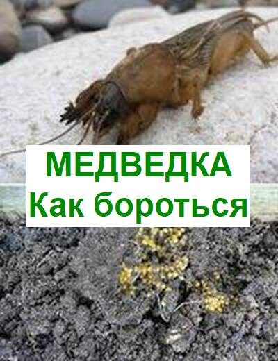 медведка как бороться