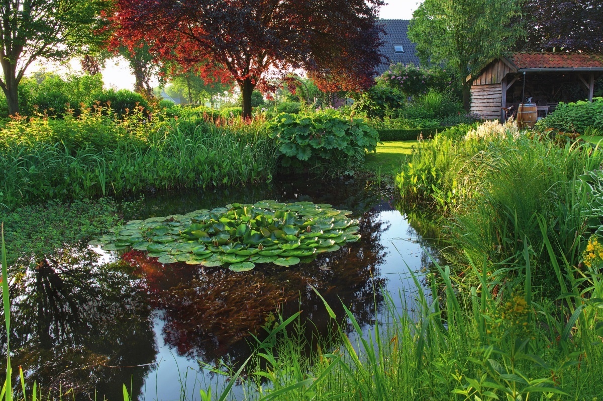    Разнообразные влаголюбивые растения, такие как аир болотный, таволга вязолистная и астильбоидес пластинчатый обрамляют садовый пруд, оставляя только небольшой проход к нему