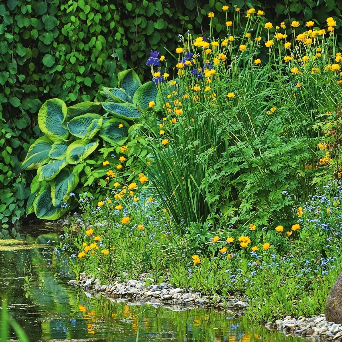    Цветущие многолетники, предпочитающие влажную береговую почву, украшают прибрежную зону