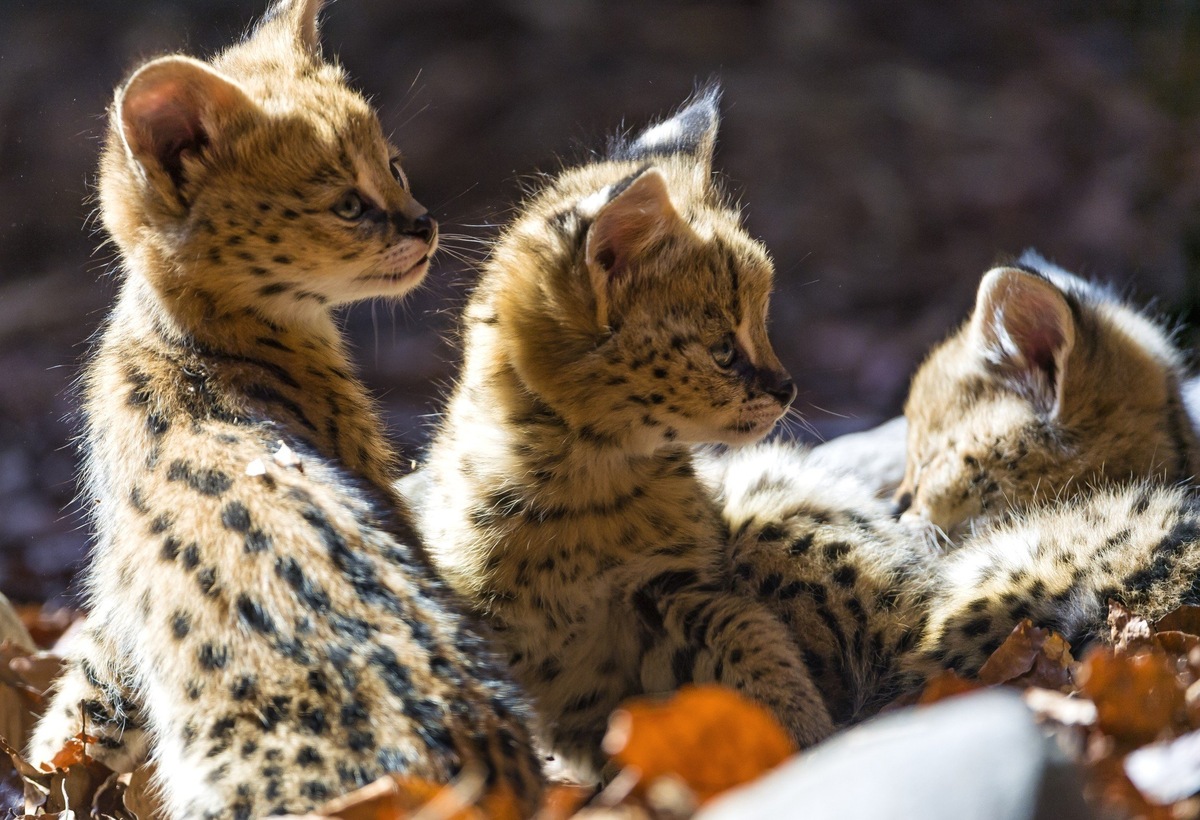 Кстати хочу вас заранее подготовить - но после переезда в новый дом работа не заканчивается, и теперь ВЫ берете на себя ответственность за дальнейшее воспитание животного, и от ваших дальнейших действий будет зависеть во что оно вырастет. И здесь важно что бы вам, в этом вопросе, помогал заводчик.
