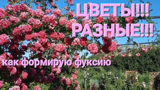 Цветы! Розы. Гортензии. Формирование фуксии.