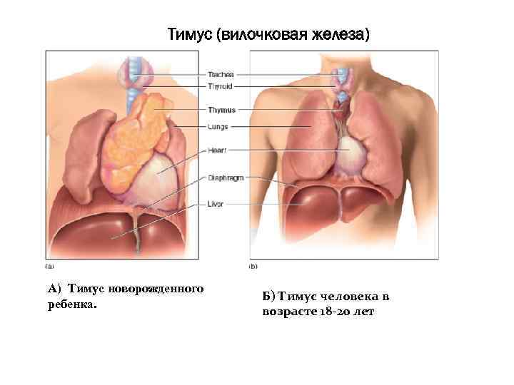 УЗИ вилочковой железы (тимуса) у детей