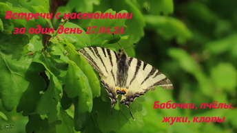 Насекомые бабочки, жуки, клопы , 24.04.24