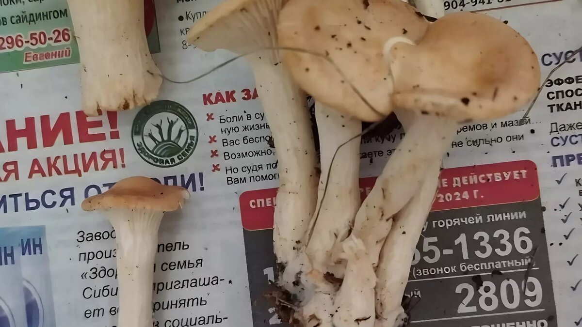     Источник: Маргарита Федорова/vk.com/gribnik74