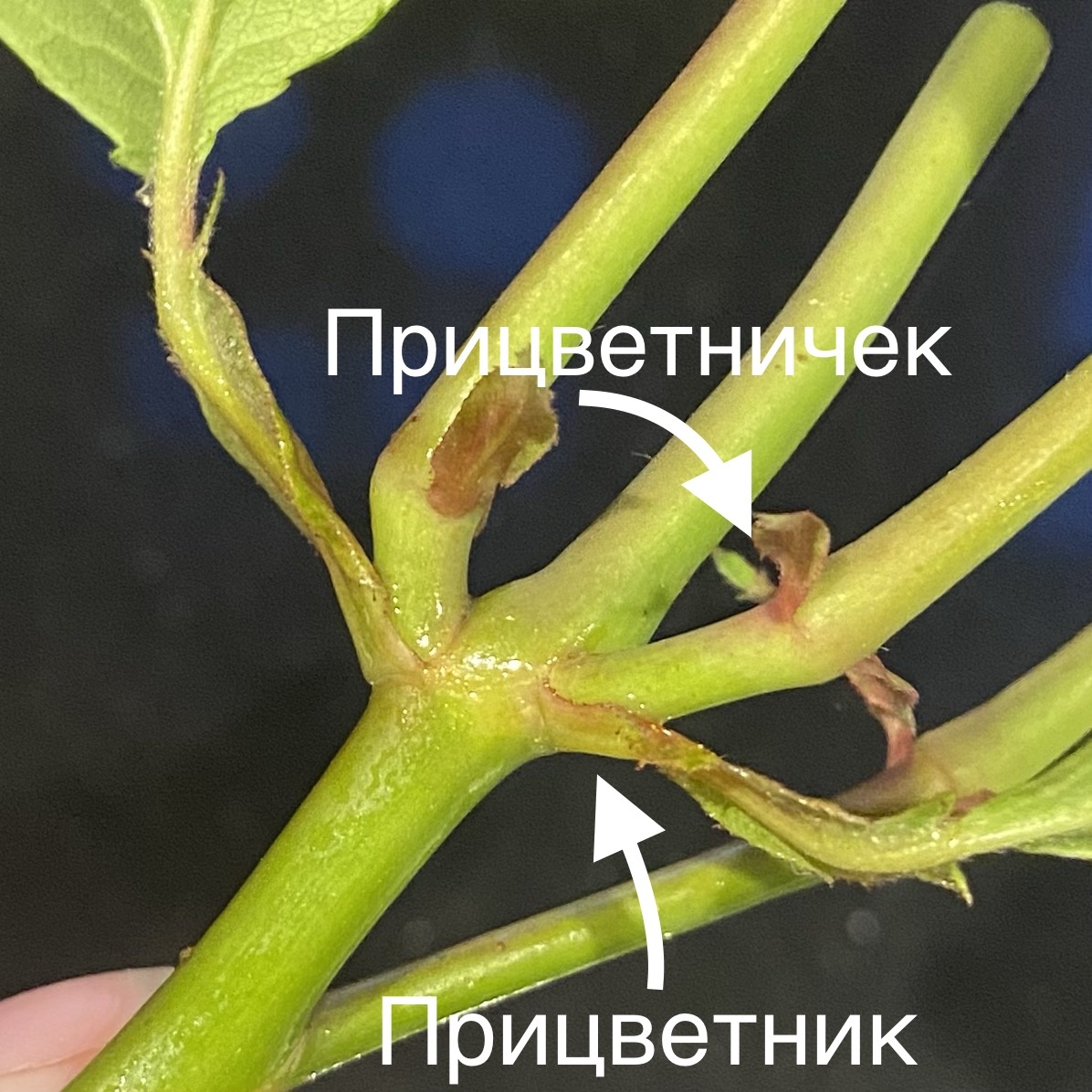 Почему у розы сохнут бутоны не распустившись