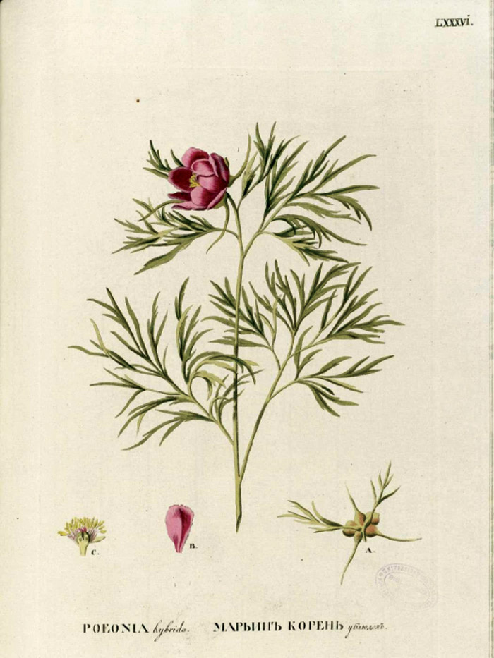 Paeonia hybrida Pallas, «Flora Rossica», том II, 1784.