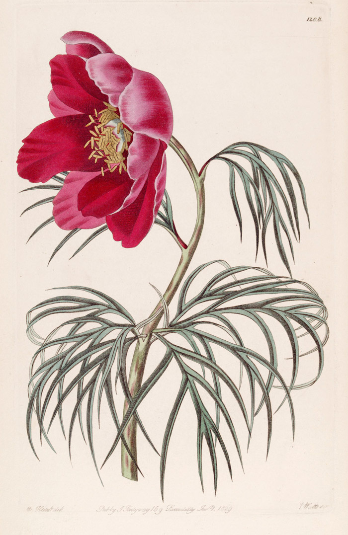 Paeonia hybrida Pallas в «The Botanical register» v.14, t. 1208. Ссылка на изображение: https://www.archive.org/download/mobot31753002748264/page/n231_w1316