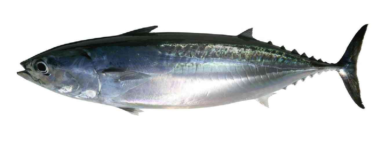 Фото из интернета, как выглядит рыба