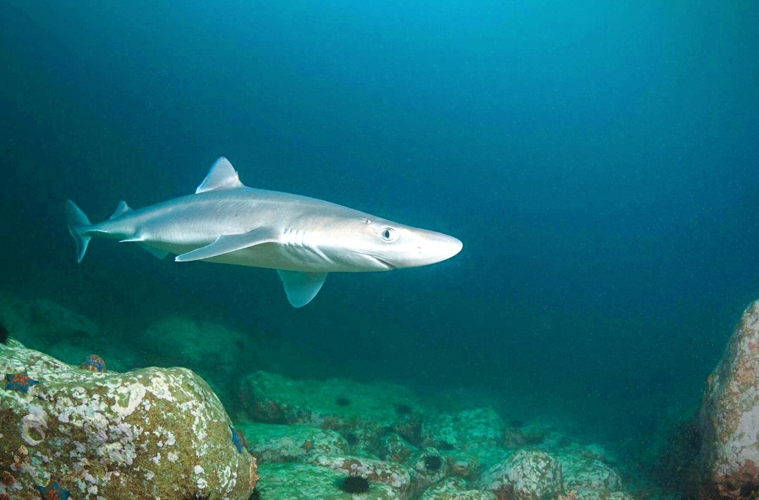 Лат. Squalus acanthias. Фото: profrybolov.ru