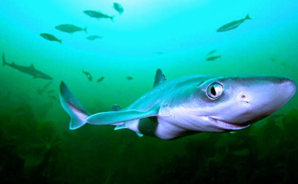 Снимок: baldezh.top