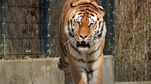 Тигр каждый день приходил к военным, пока те не решили пойти за ним далеко в джунгли