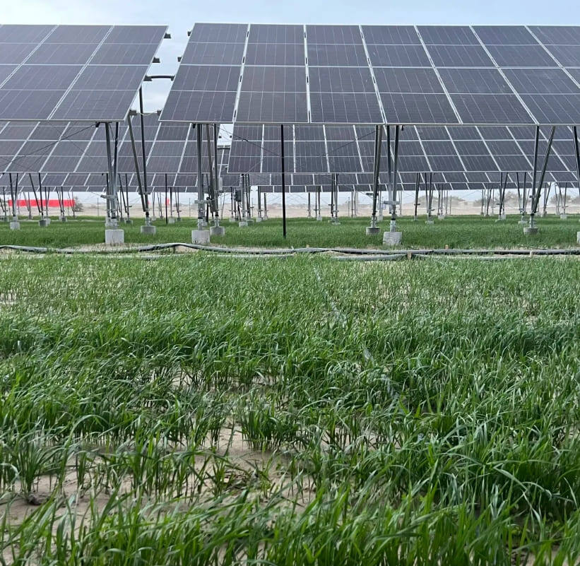    Экспериментальный демонстрационный проект по преобразованию почвы пустыни в 666 Га в Южном Синьцзяне