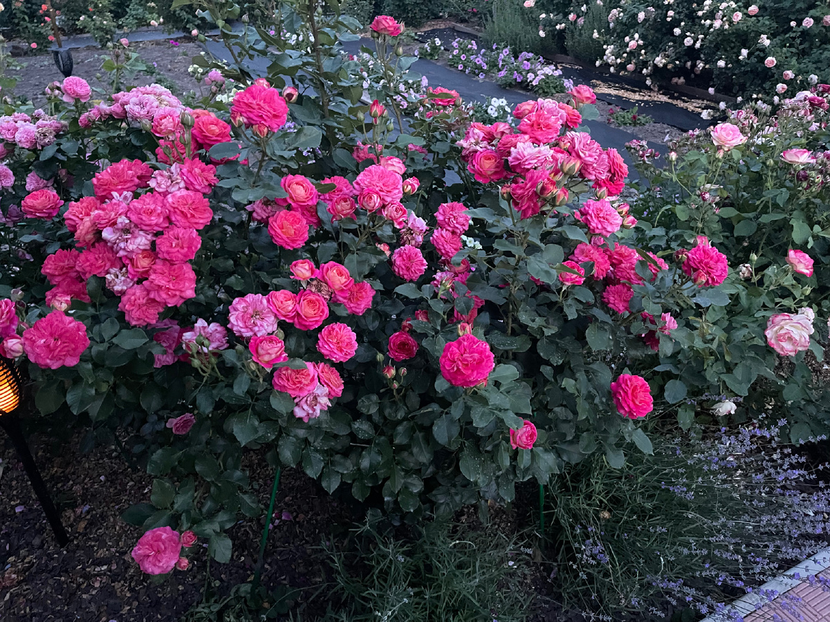 ФЛОРИБУНДА МИДСАММЕР