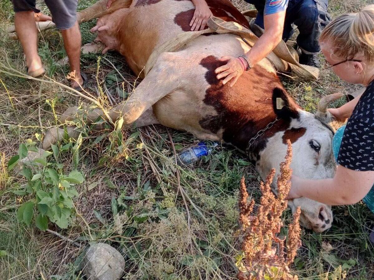    Спасательная служба Севастополя спасла в это воскресенье корову Ромашку© Фото : РаZVожаев/Telegram