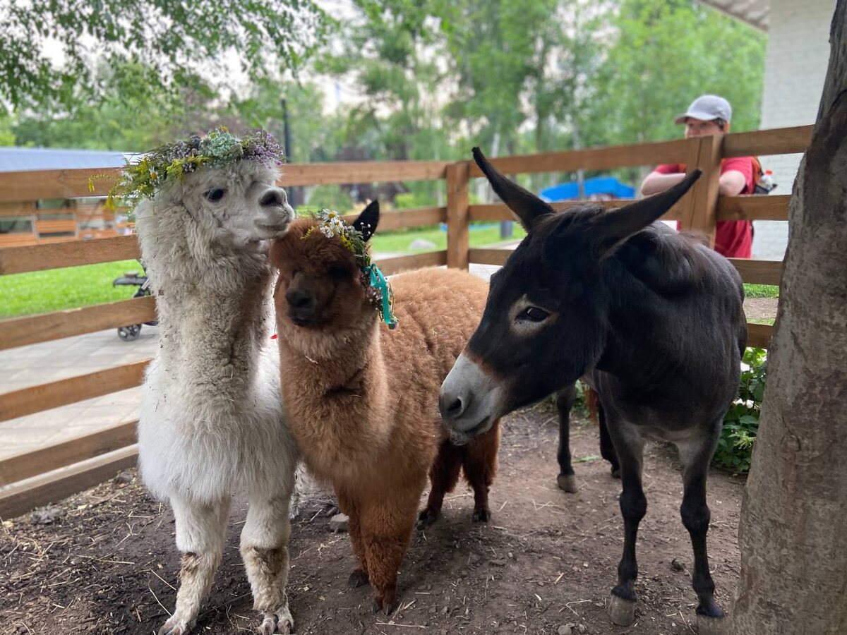 Городская ферма ВДНХ