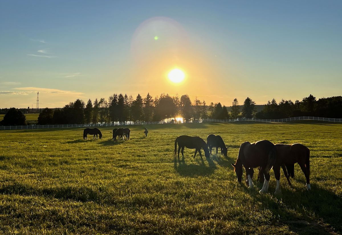 Закат. Летом конная жизнь переходит на ночную смену.