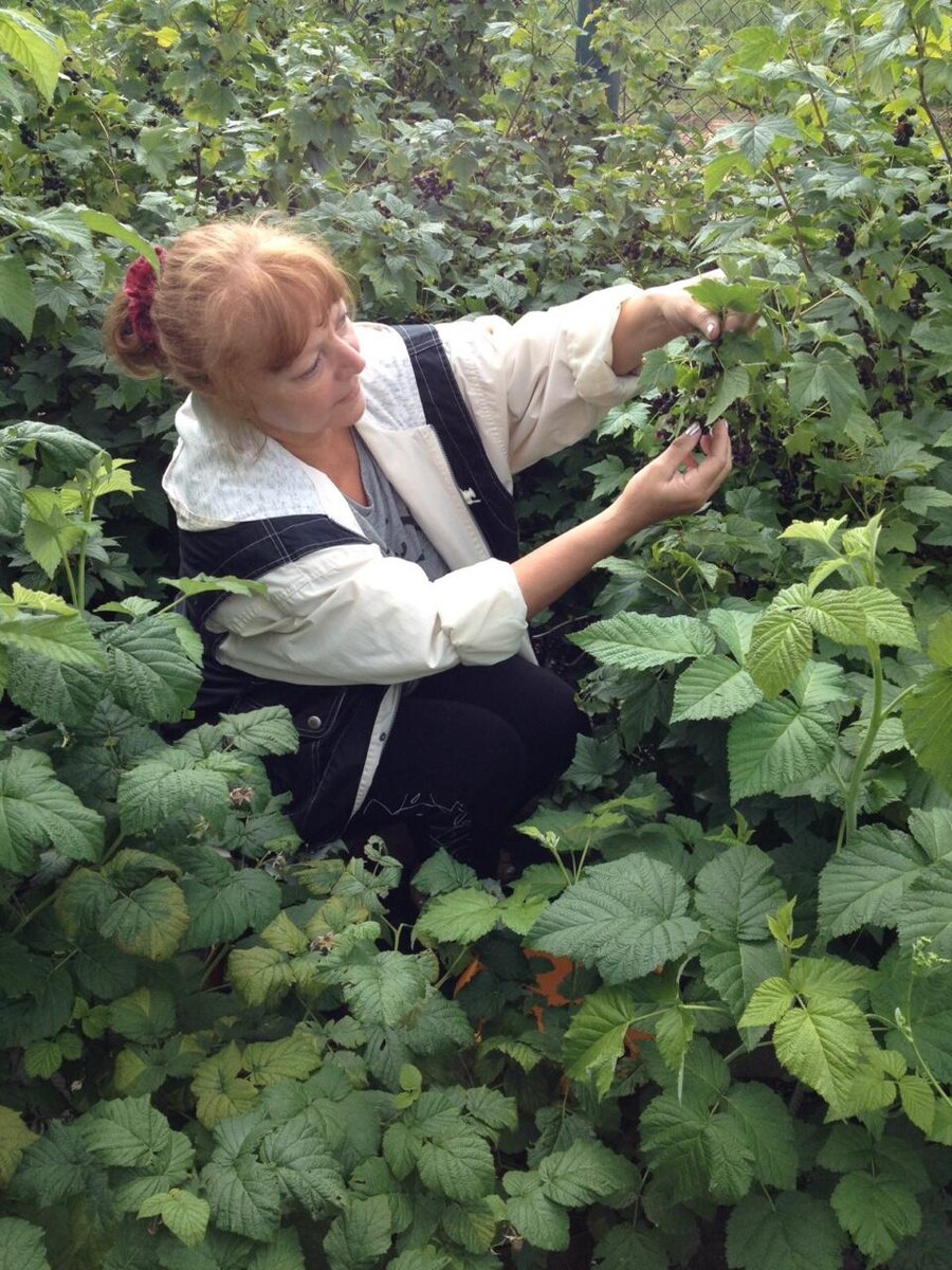 Фото автора. Собираю урожай на своем участке