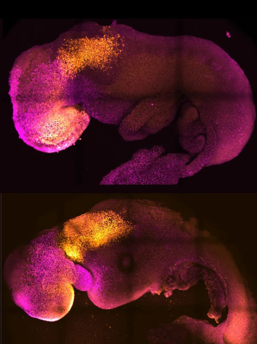 Природные (вверху) и синтетические (внизу) эмбрионы рядом друг с другом, чтобы показать сопоставимое формирование мозга и сердца. Иллюстрация: Amadei and Handford