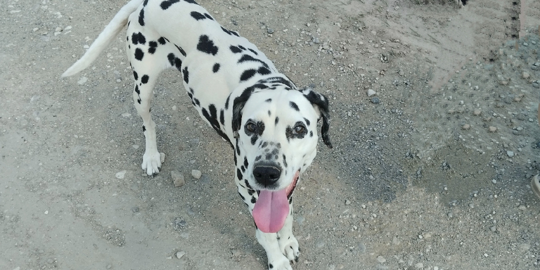 Собачка прожила в нашем приюте меньше часа и уехала в новую семью