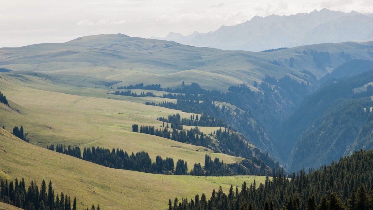 Горные леса на севере Монголии уязвимы перед изменениями климата