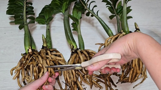 Замиокулькас, экономичный способ получить много растений: деление клубня, размножение и пересадка