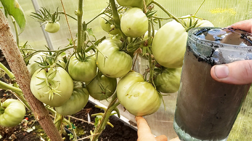 Лью стакан с удобрением под огурцы, томаты, перец и они растут быстрее, даже слабенькие плодоносят