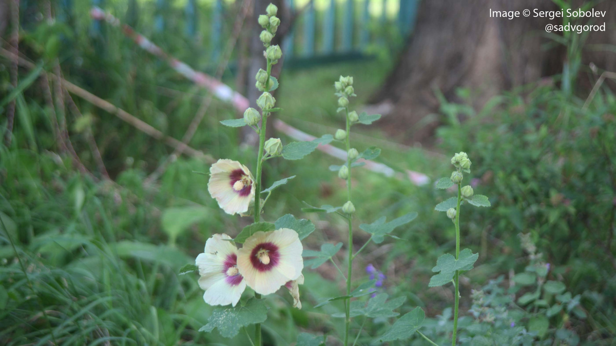 Шток-роза (Alcea rosea) 'Halo Cream'.