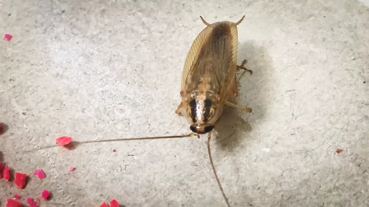     Источник: 1MI