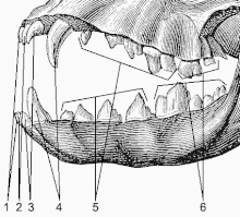 Зубы собаки: 1, 2, 3 — резцы, 4 — клыки, 5 — премоляры, 6 — моляры