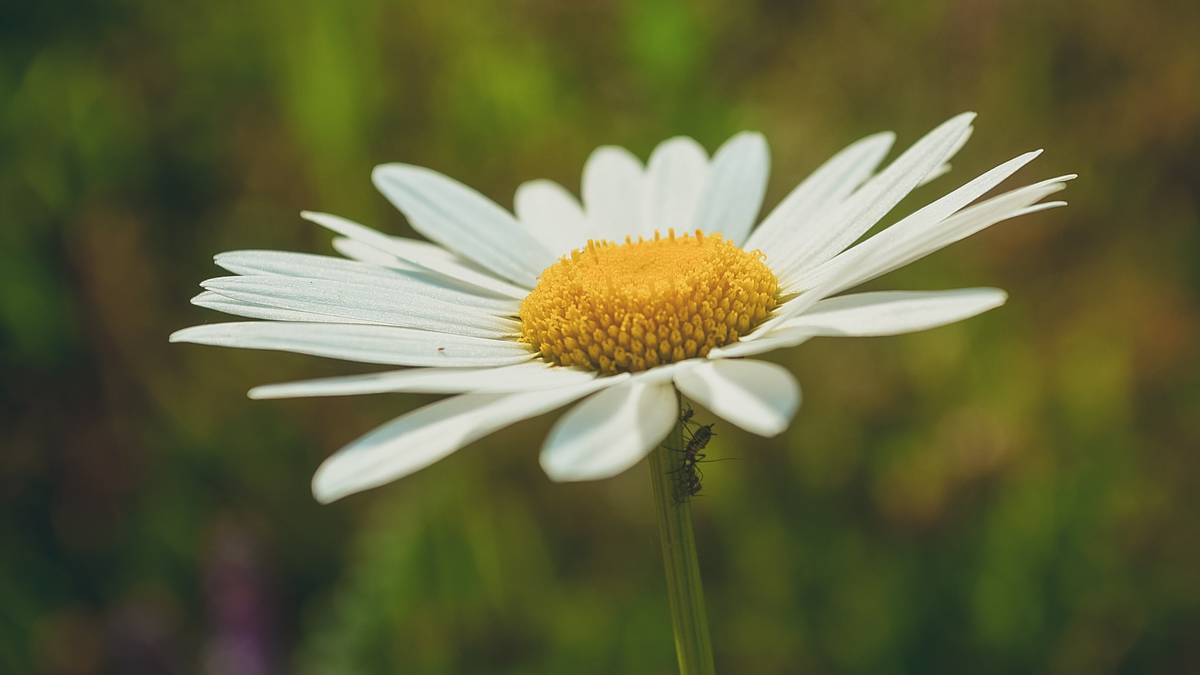 8 июля принято дарить ромашки. Фото: Ольга Лузина, 1MI