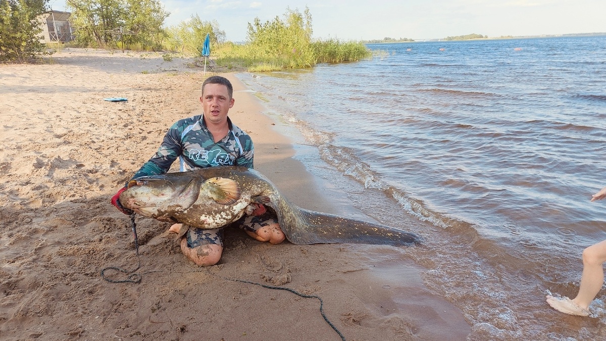    Саратовец поймал на пляже древнего сома весом 50 кг и отпустилНовости Саратова и области – Сетевое издание «Репортер64»