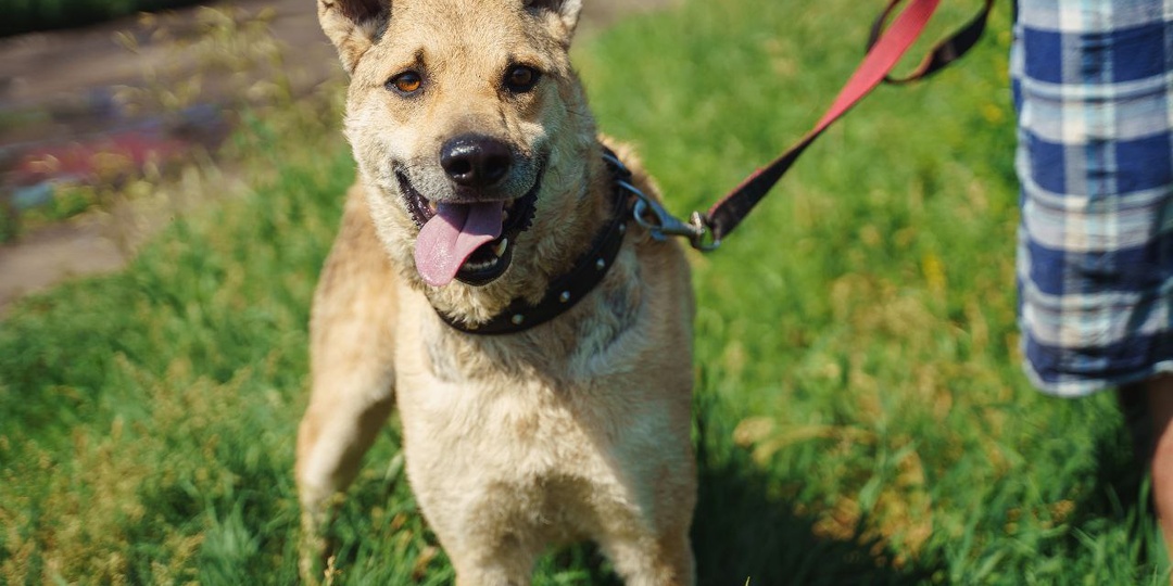 Уже три года ждет любви! Поиски хозяина!