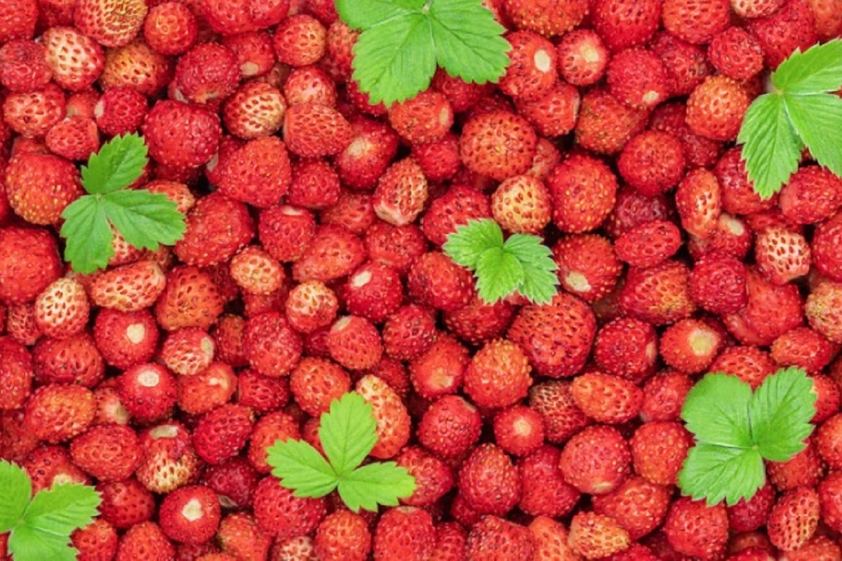    В этот день нужно отправиться на сбор земляники