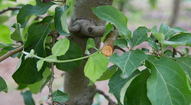 Фото: Елена Журавлёва