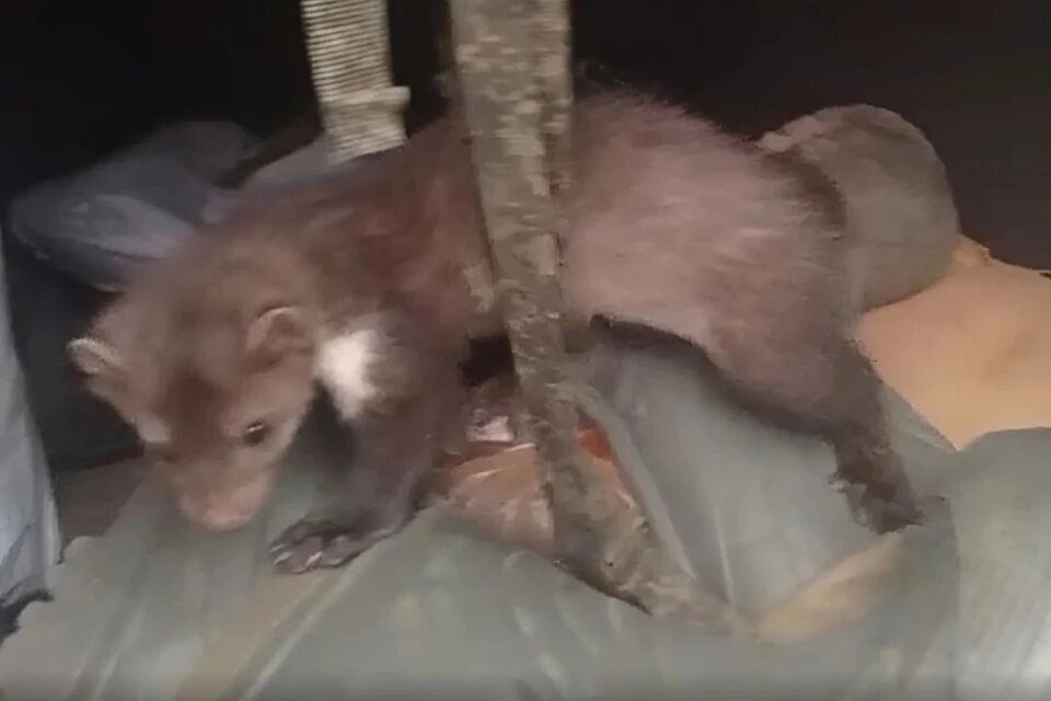 Хорёк Игорь. Кадр из видео «Народный фронт | Новосибирская область».