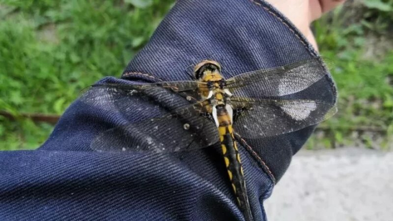     Стрекозы в Барнауле. Barnaul 22.