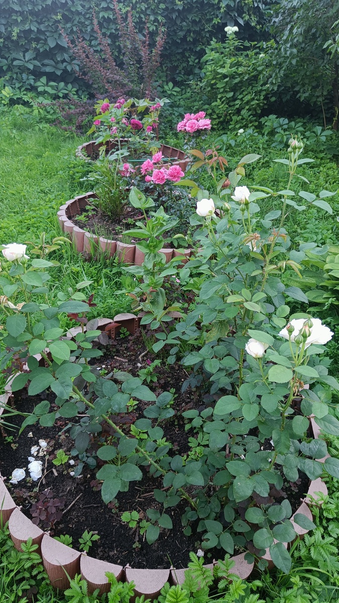 Розы Винчестер Кафедрал (белая); Леонардо (розовая); Шекспир (малиновая)