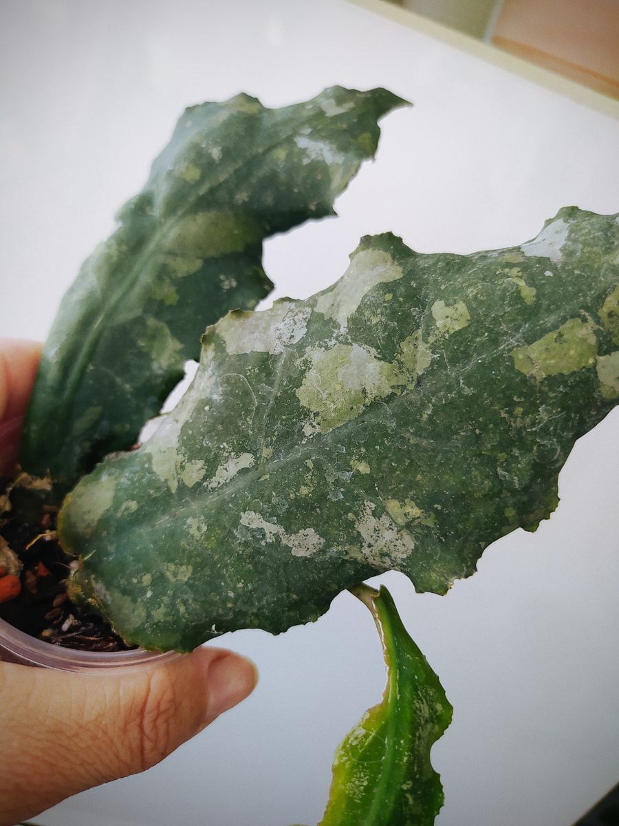 Hoya undulata
