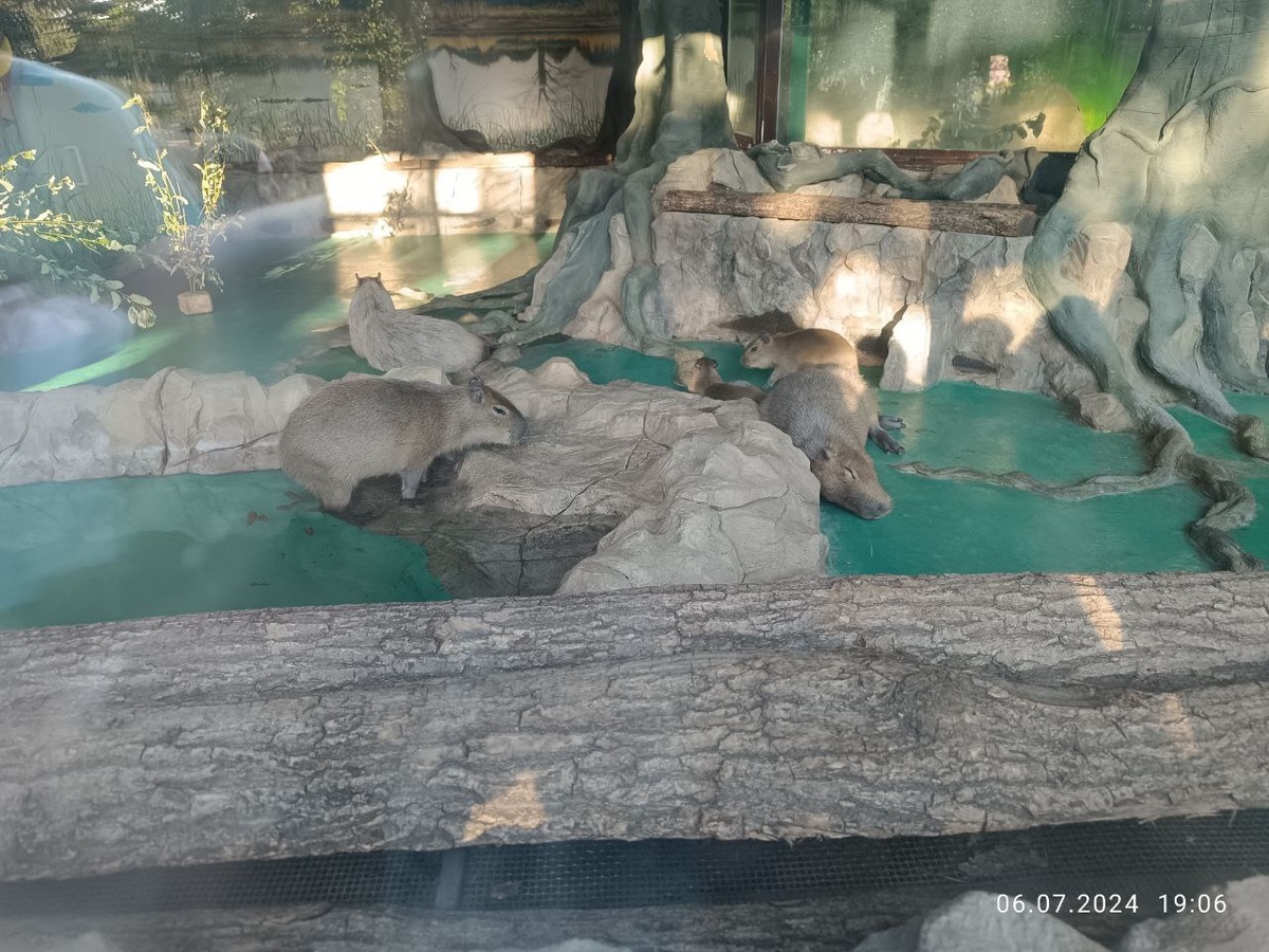 Капибарки)