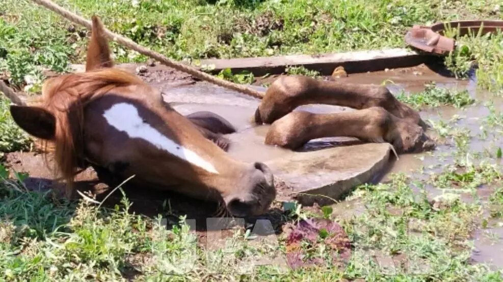     Источник: Новости. Уфа Башкортостан/Telegram