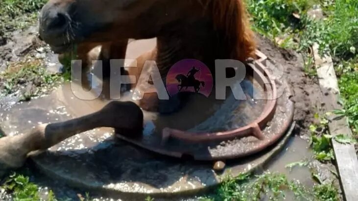     Источник: Новости. Уфа Башкортостан/Telegram