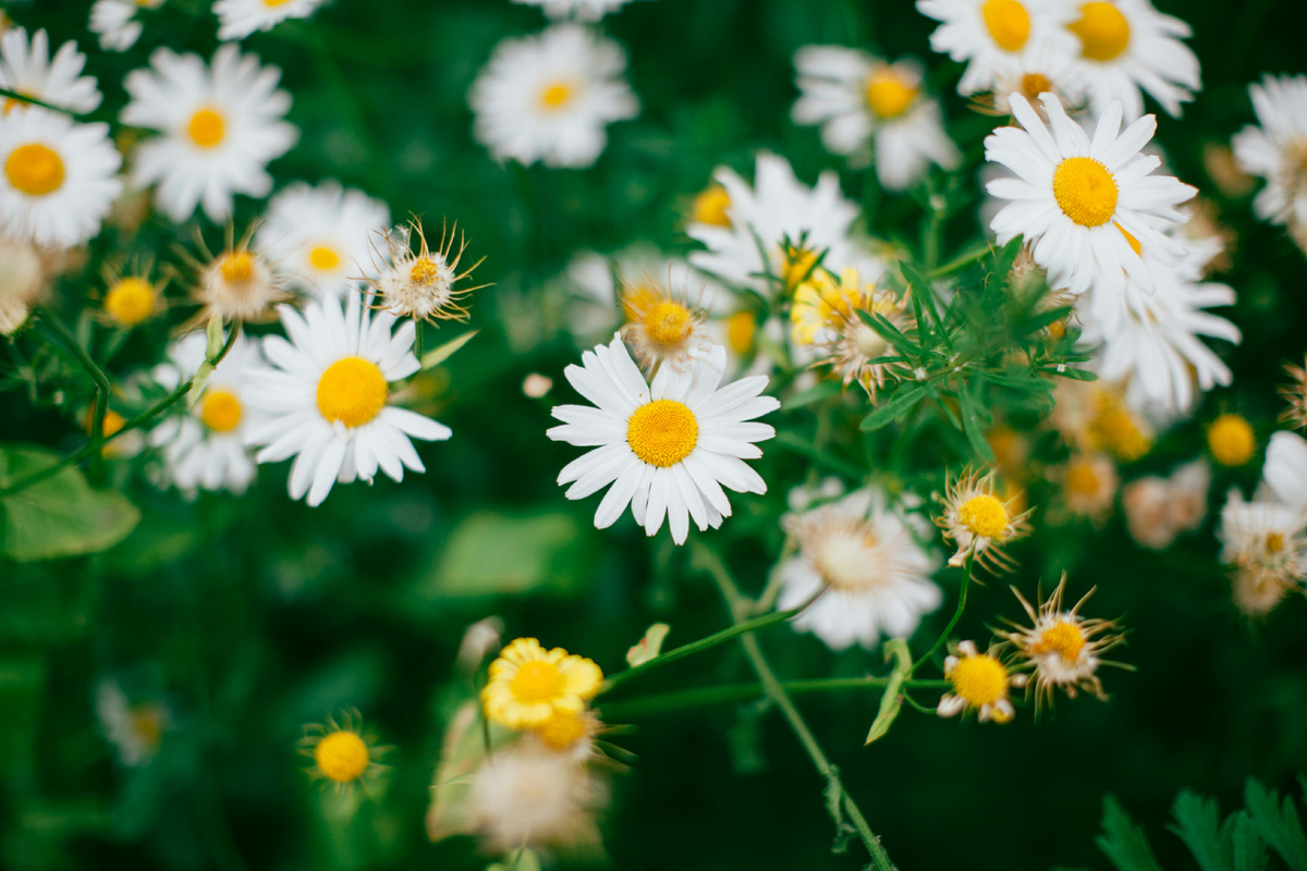 Картинка с бесплатного фотостока https://unsplash.com, автор Kris Atomic