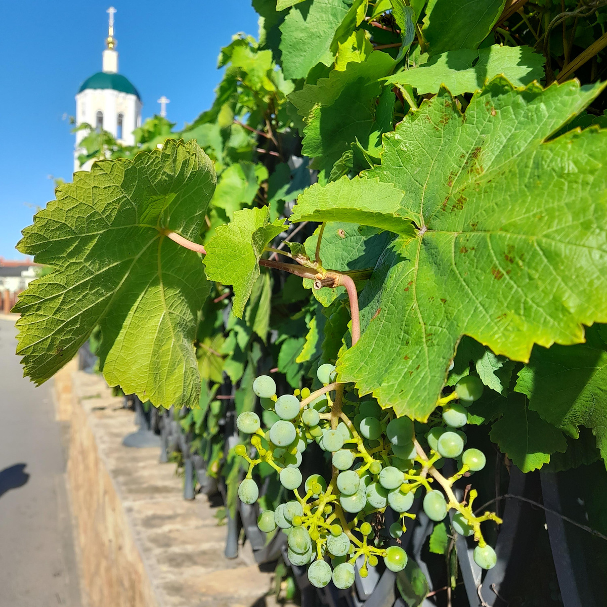 Тула, 7 июля. Рядом с Центром Семейной истории, где проходит выставка «Сутки», неожиданно найден виноград. Это явно к ФОТОурожаю.  