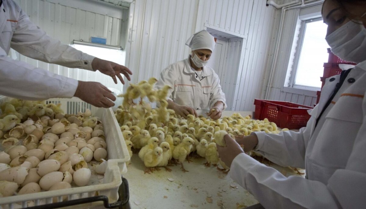    Половина сельхозпродукции региона производится в Сургутском районе