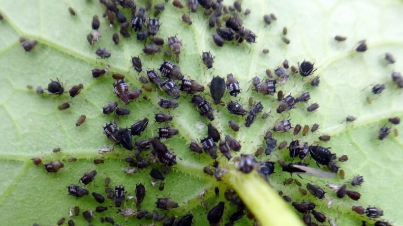 Эти мелкие насекомые отравляют жизнь всем, и даже если вы с ними еще особо не сталкивались, не стоит обольщаться — рано или поздно встреча состоится! 